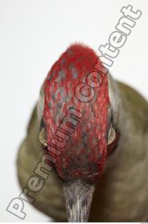 Green Woodpecker - Picus viridis 0027